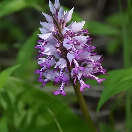 Akac Tanya * Moricgat